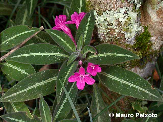http://www.brazilplants.com/acanthaceae/ruellia-makoyana.jpg
