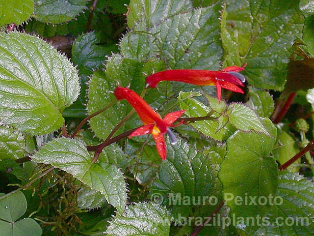 http://www.brazilplants.com/acanthaceae/ruellia-urubici.jpg