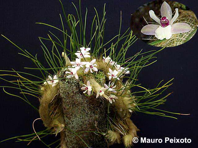 http://www.brazilplants.com/orchidaceae/4/isabelia-virginalis.jpg