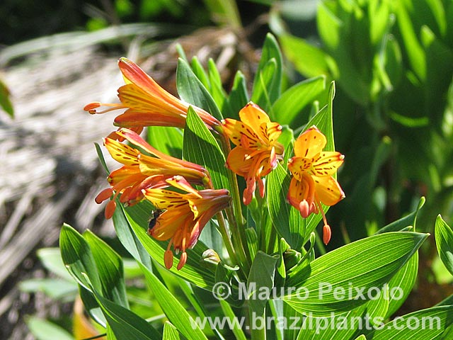 TÌNH YÊU CÂY CỎ ĐV 8  - Page 81 Alstroemeria-plantaginea-a