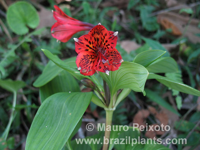 TÌNH YÊU CÂY CỎ ĐV 8  - Page 82 Alstroemeria-speciosa-ita