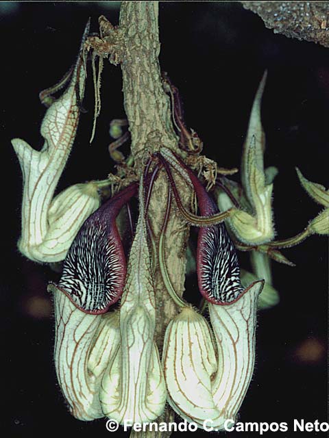 Tình yêu cây cỏ ĐV2 - Page 2 Aristolochia-chamissonis